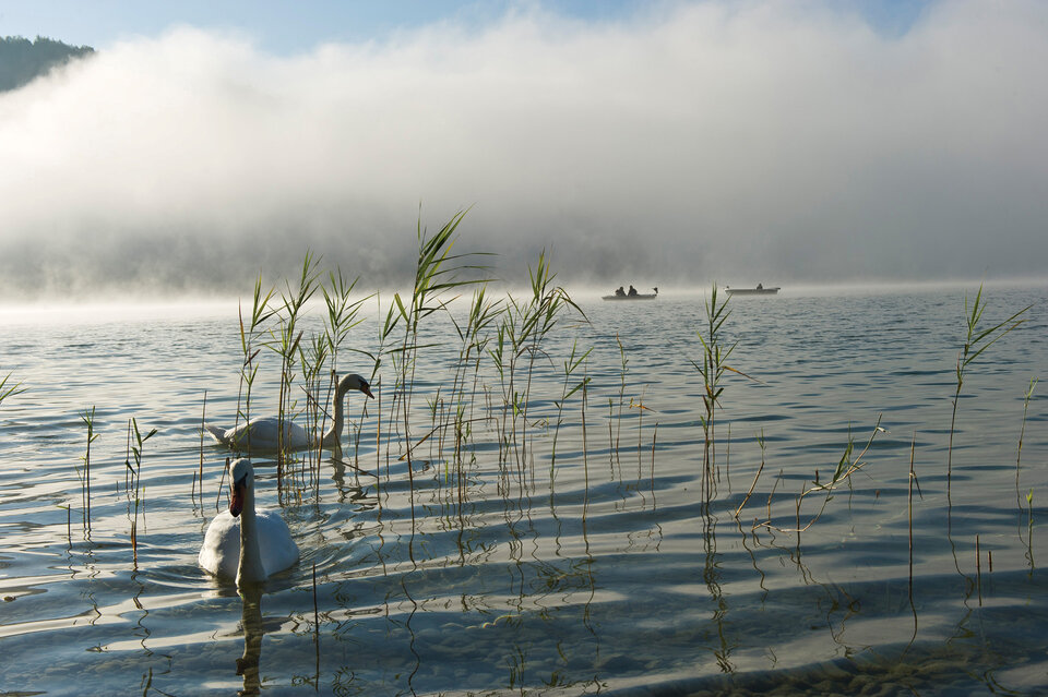 Swans and fishing boats on Lake Wolfgang